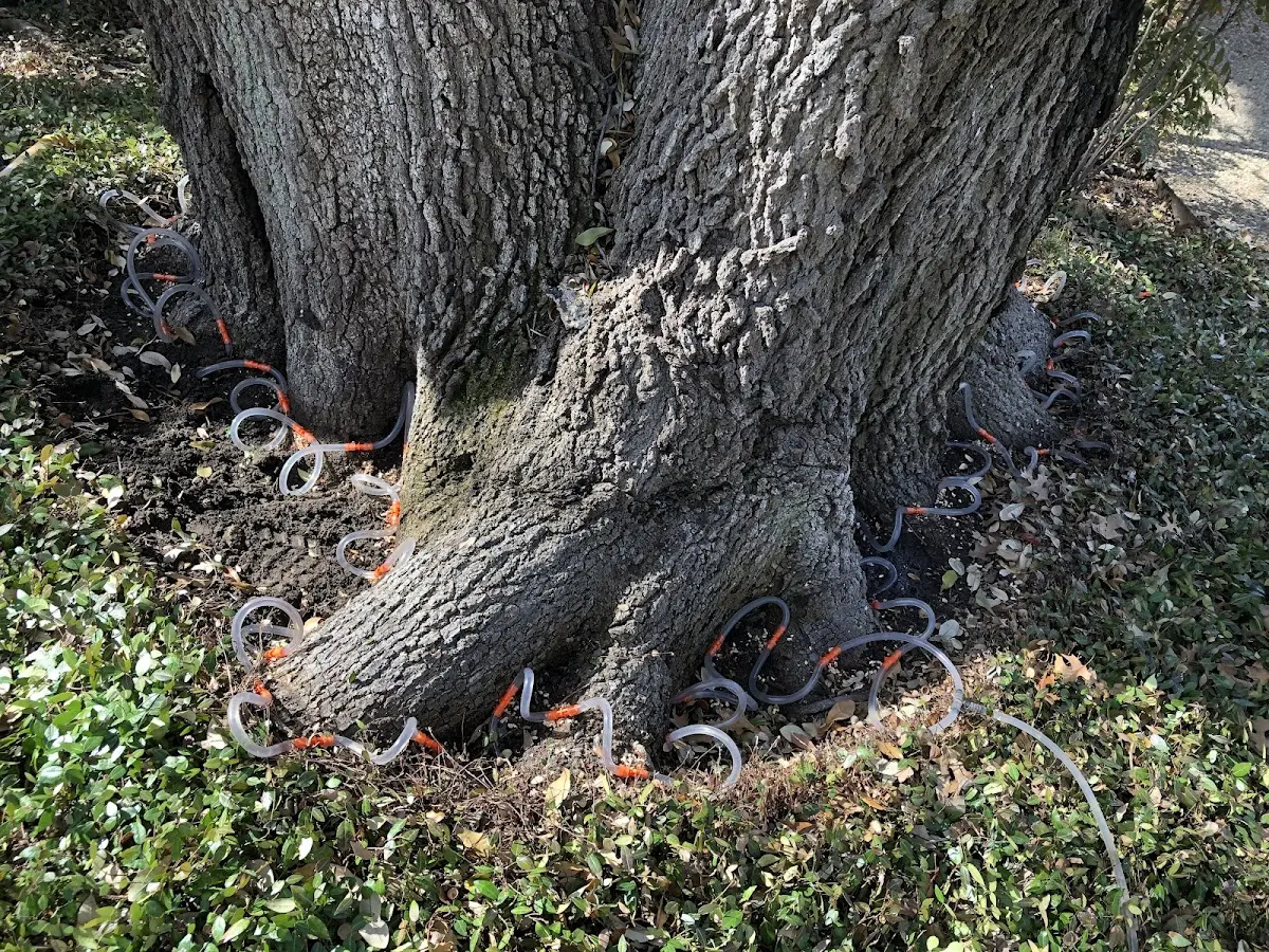 Detailed Tree Cabling and Bracing job site in New Memphis
