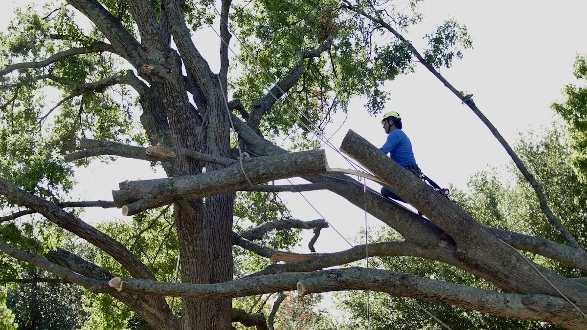 Professional Crown Thinning performed by certified arborists in New Memphis
