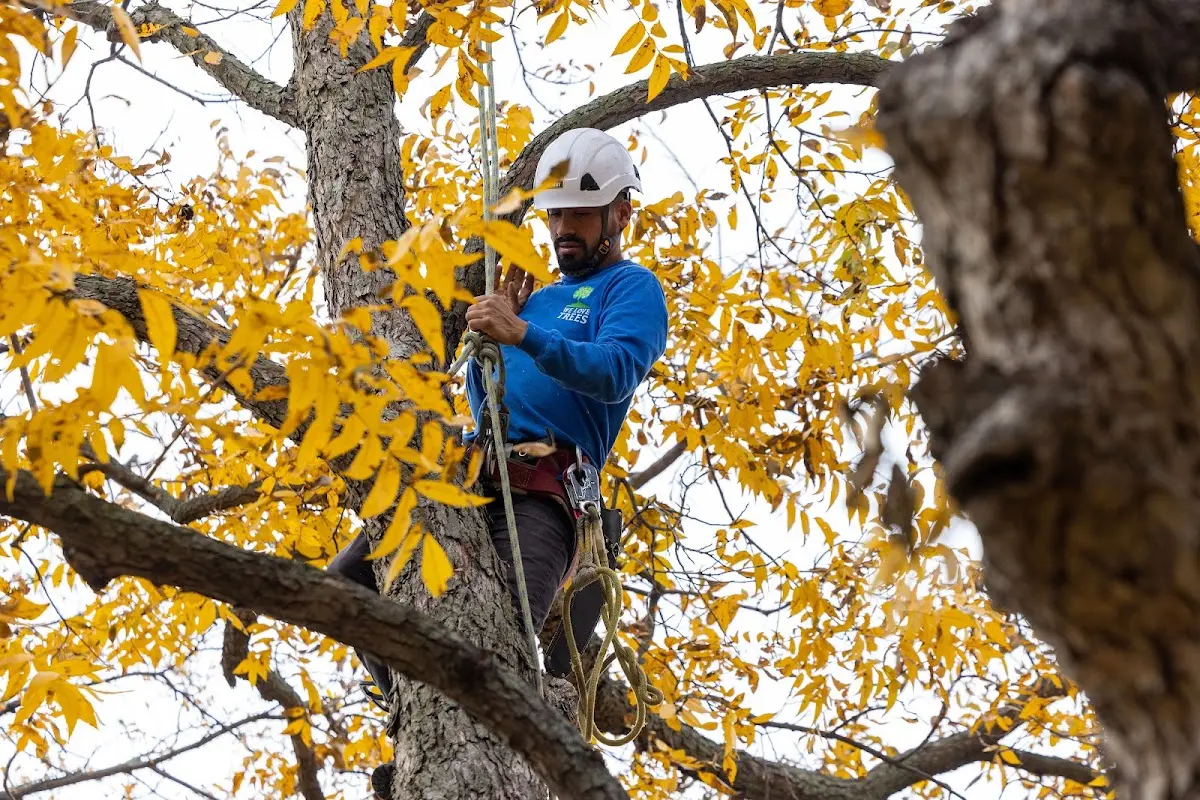 Skilled Tree Transplanting crew working in New Memphis