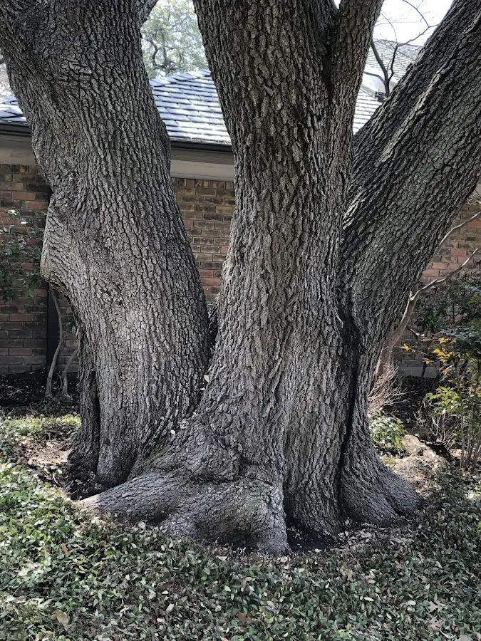 Mature heritage tree close to a New Memphis property cared for by certified arborists